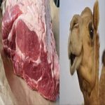 Ethiopia Starts Exporting Camel Meat to Saudi Arabia