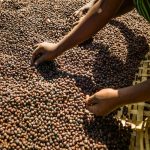Ethiopian Coffee Exports Decline