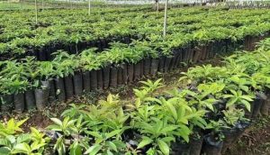 Ethiopia Green Legacy
