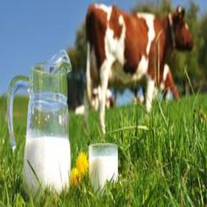 milk boost in butajra city