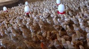 Ethiopian Poultry
